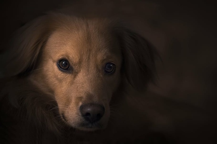 黄色，拉布拉多猎犬小狗，自然，动物，狗，宠物，棕色，一只动物