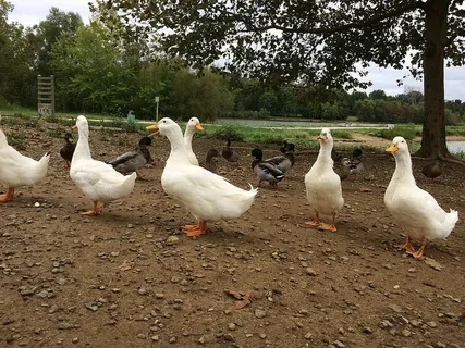 鸭子,湖泊,自然,鸟类,鸭子,鸟类,户外,野鸭 鸭子,湖泊,自然,鸟类,鸭子,鸟类,户外,野鸭