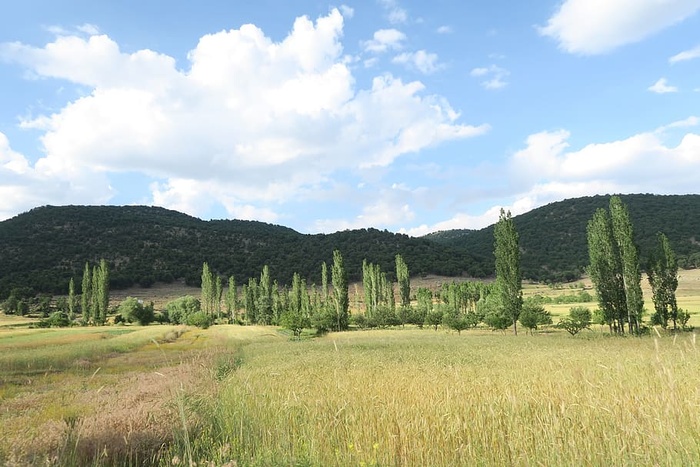 附件，小麦，森林，景观，自然景观，植物，云天，天空