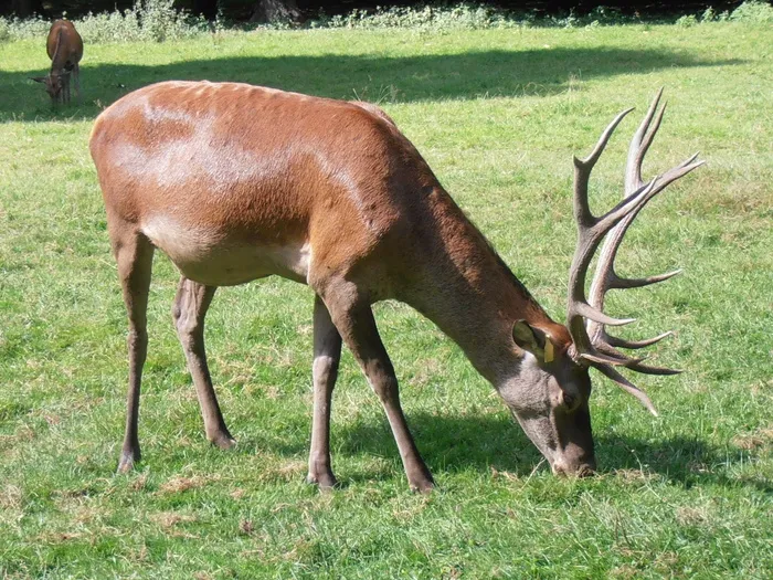 哈特, 鹿角, 森林, białowieża, 哺乳动物, 动物主题, 动物, 植物