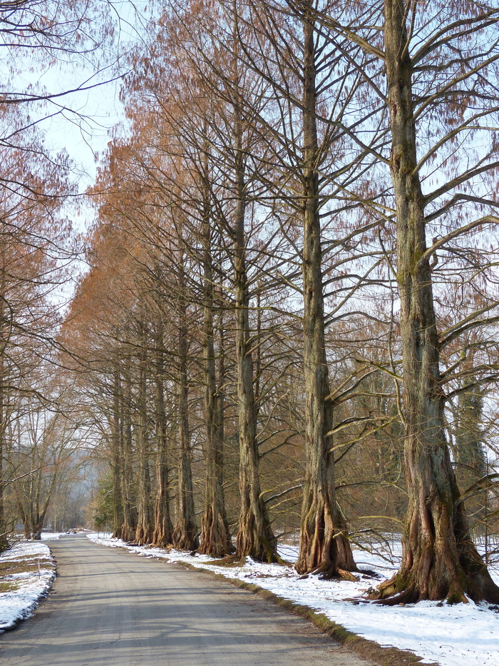 林荫大道，林荫大道，红杉大道，红杉，geoskop红杉，水杉，中国红杉，水杉