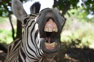 动物，幽默，微笑，动物主题，动物，哺乳动物，一个动物，张嘴