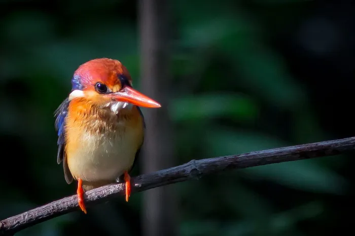 至少，三英寸，克拉腾，三英寸，克拉腾，至少三英寸克拉腾，停下我的火车，小鸟