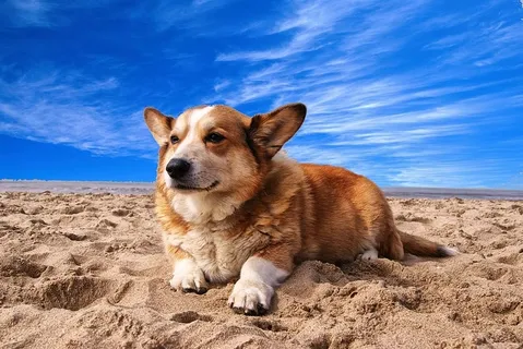 彭布罗克威尔士科吉犬躺在白云蓝天下的沙滩上 彭布罗克威尔士科吉犬躺在白云蓝天下的沙滩上