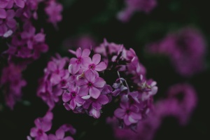 粉红色宽瓣花
