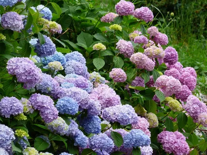 粉红色,紫色,花,白天,绣球花,花,蓝色,紫色 粉红色,紫色,花,白天,绣球花,花,蓝色,紫色