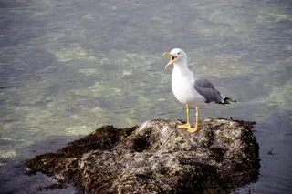 尖叫的鸬鹚, 鸟, 海, 巨石, 岩石, 石头, 水, 鸟类