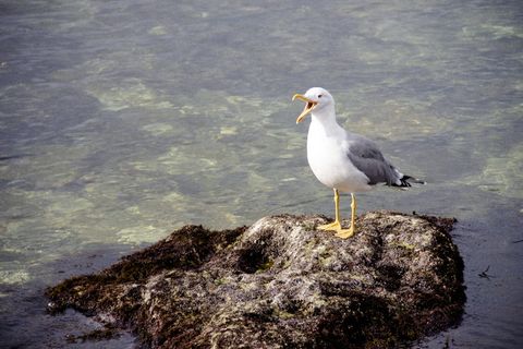 尖叫的鸬鹚, 鸟, 海, 巨石, 岩石, 石头, 水, 鸟类 尖叫的鸬鹚, 鸟, 海, 巨石, 岩石, 石头, 水, 鸟类