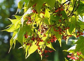 绿色，日本枫树，花序，绿色日本枫树，植物园，明斯特威斯特伐利亚州，wwu，威斯特福利斯彻威廉大学