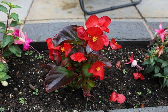 花，红花，植物，红色，花朵，花瓣，花园，开花植物