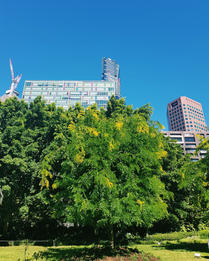 灌木, 植被, 植物, 办公楼, 构建, 城市, 城镇, 城市