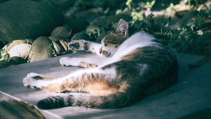 猫，睡在他们的上颚，石板，哺乳动物，动物主题，动物，放松，一个动物