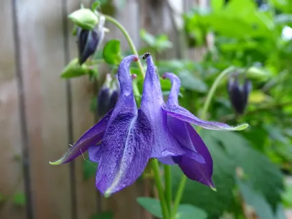 鸡血藤、苍蝇、鸡血藤、鸡血藤、林鸡血藤、毛茛科、水芹、花园 鸡血藤、苍蝇、鸡血藤、鸡血藤、林鸡血藤、毛茛科、水芹、花园