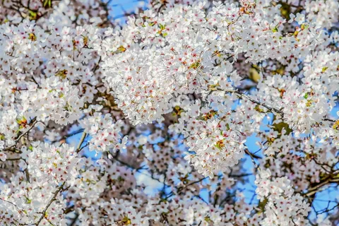樱花,树,春天,树枝,花,开花,粉红色和白色,花枝 樱花,树,春天,树枝,花,开花,粉红色和白色,花枝