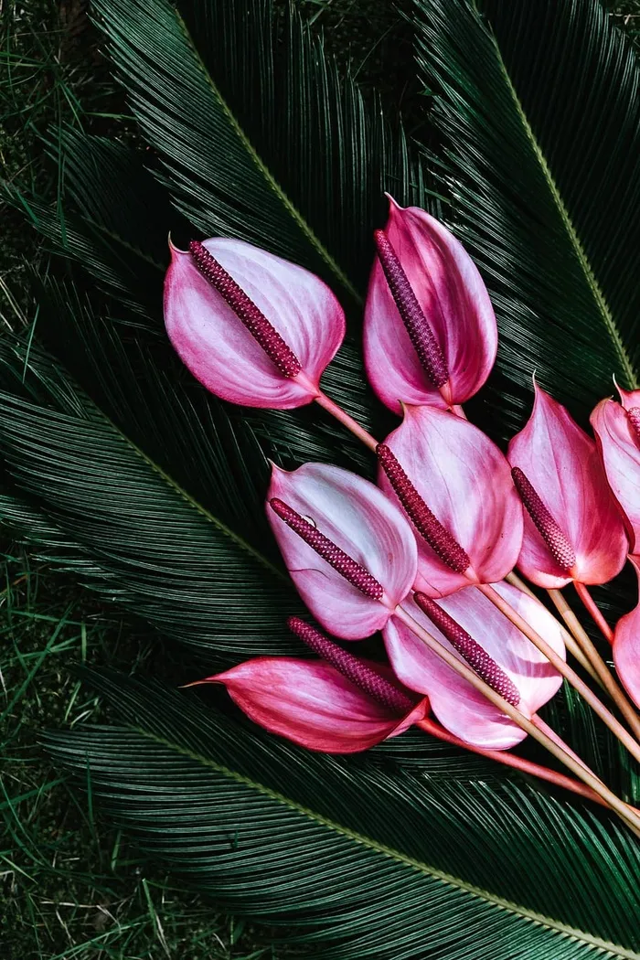 五彩缤纷的奇花异草