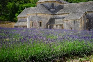 薰衣草，农场，旁边，灰色，城堡照片，花朵，蓝色，薰衣草田