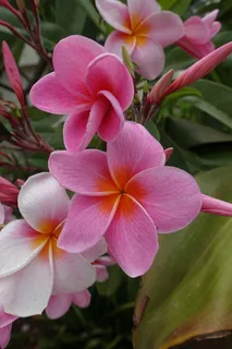 花朵,粉色,花朵,宏观,自然,马德拉,葡萄牙,春天 花朵,粉色,花朵,宏观,自然,马德拉,葡萄牙,春天