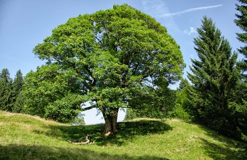 所有的，奥伯斯特多夫，山脉，森林，树木，巴伐利亚州，夏天，树木