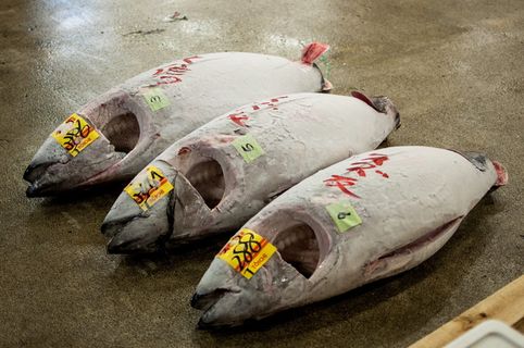 日本，chūōku，筑地市场，鱼，筑地，东京，鱼市场，没有人