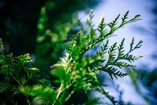 冷、木、光、自然、抽象、背景、模糊、植物