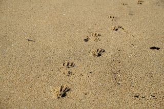 棕色沙滩上的动物脚印