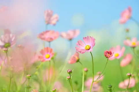 粉红色,宇宙花,开花,白天,景观,植物,花,自然 粉红色,宇宙花,开花,白天,景观,植物,花,自然