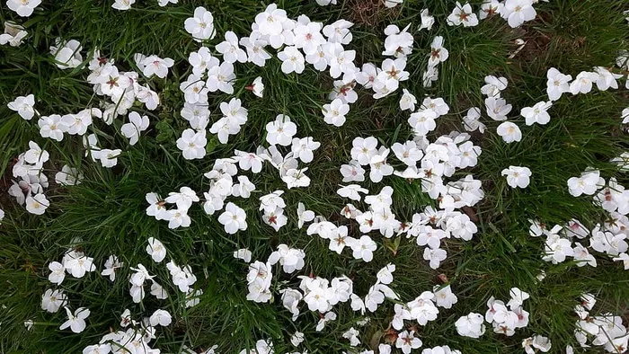 植物，自然，季节，花园，床单，活泼，脆弱，开花