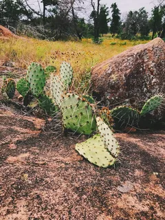 美国，印第安霍马，荒野，我们的门，植物，徒步旅行，营地，仙人掌