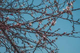 哈萨克斯坦，阿拉木图，天空，蓝色，梵高，杏仁，花，树