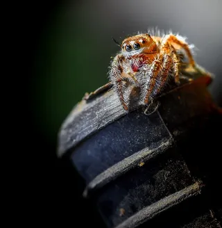 蜘蛛，动物，无脊椎动物，花园蜘蛛，昆虫，蛛形纲动物，蜜蜂，蜜蜂