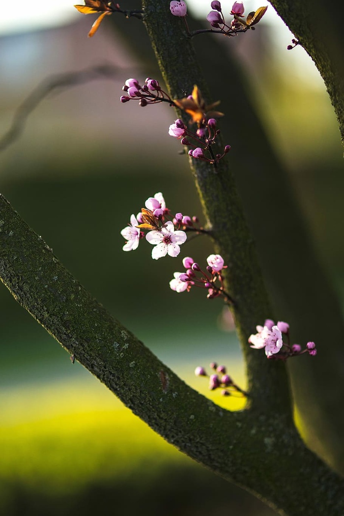 粉色的春花