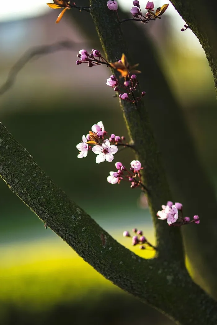 粉色的春花
