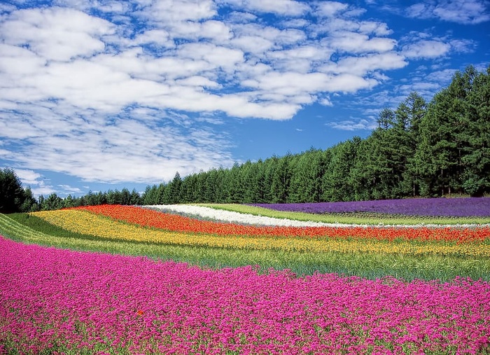红黄橙花田