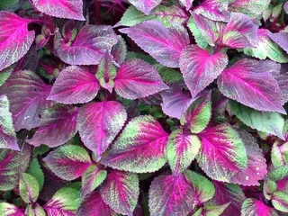 紫苏, 达拉斯, 叶子, 自然, 植物, 花, 绿色, 紫色