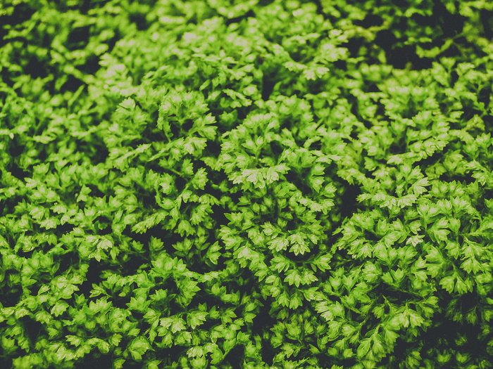 绿叶植物