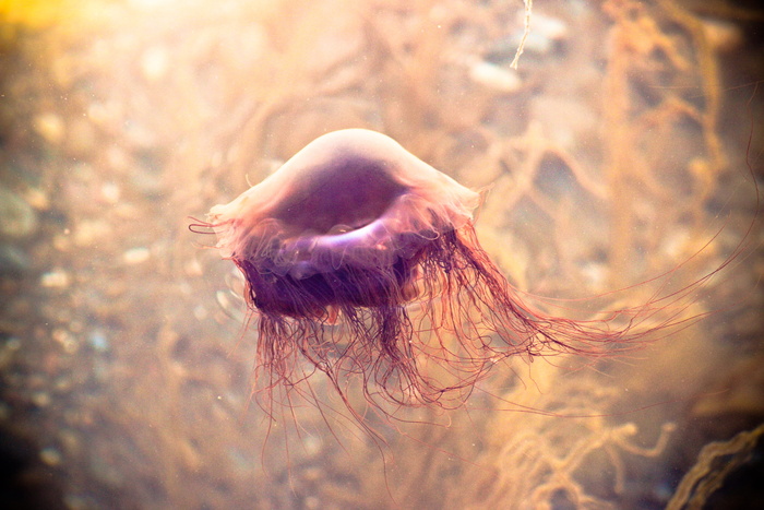 水母壁纸