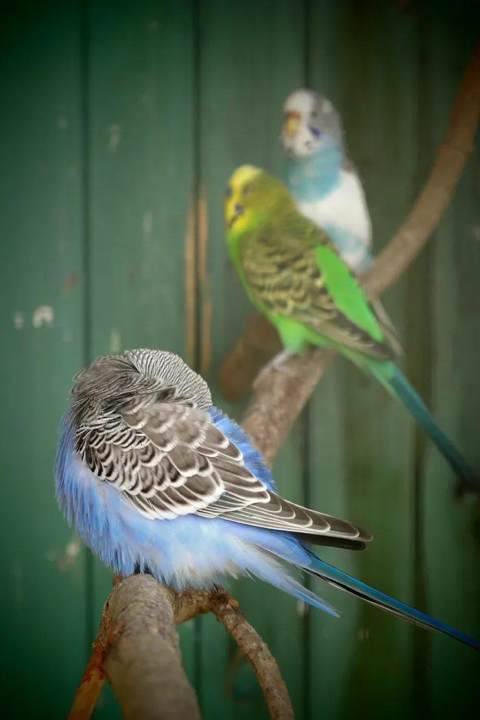 Budgie, 颜色, 家庭, 餐厅, 年轻, 鸟, 动物主题, 栖息