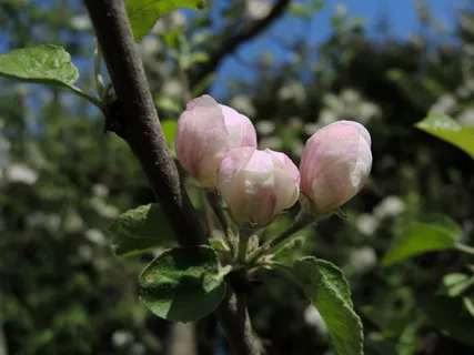 花,苹果树,芽,春天,春天,花园,树,粉红色的花 花,苹果树,芽,春天,春天,花园,树,粉红色的花