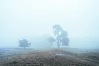 荷兰，马雷泽，潘韦格，雾，雾森林，树，树，雾树