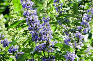 纽约，巴特利公园，美国，粉红，夏天，灯光，花园，纽约