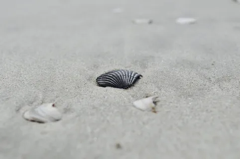 沙滩上的贝壳