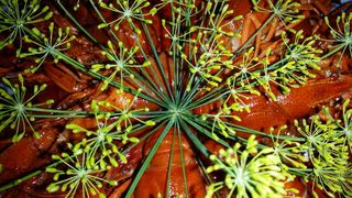 小龙虾党，小龙虾，冠莳萝，植物，生长，绿色，没有人，自然