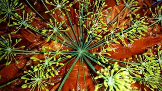 小龙虾党，小龙虾，冠莳萝，植物，生长，绿色，没有人，自然