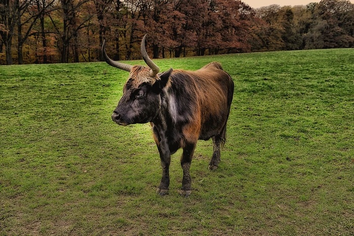 怀森特，尼安德特人，尼安德特兰，牛肉，尼安德特人，乌尔维，动物，土地