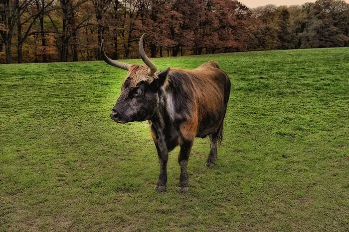 怀森特，尼安德特人，尼安德特兰，牛肉，尼安德特人，乌尔维，动物，土地
