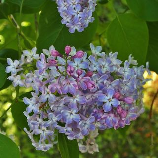 丁香，花，丁香花，伞形花序，紫罗兰，开花植物，花，植物