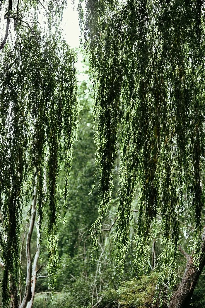 森林中河的倒影