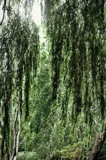 森林中河的倒影