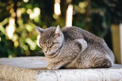 白天,灰黑色的猫趴在灰色的混凝土表面上 白天,灰黑色的猫趴在灰色的混凝土表面上