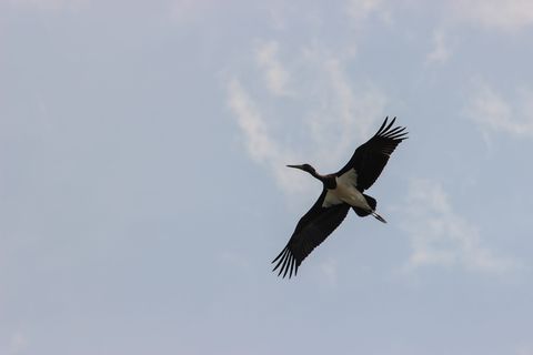 德国，博克，云，鸟，鹤，飞行，天空，野生动物